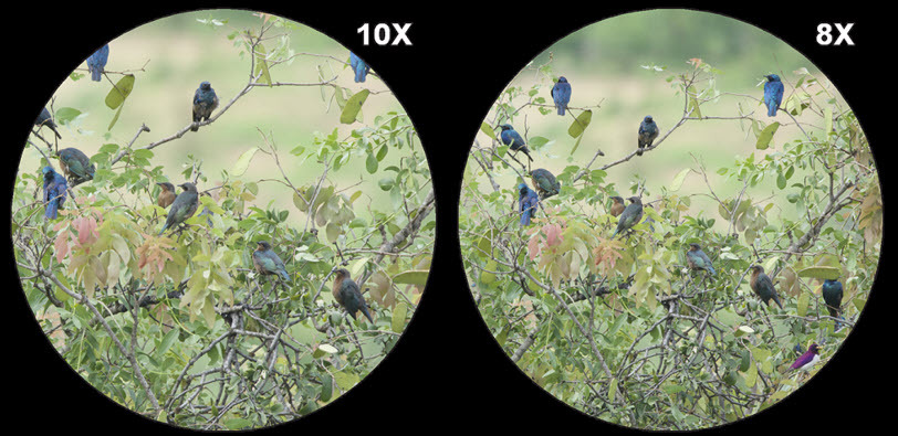 Binoculars magnification comparison