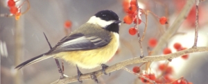 Optics for Bird Watching